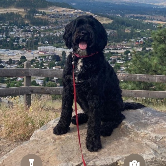 Meet your Posher, Mackenzie - Picture 1 of 1